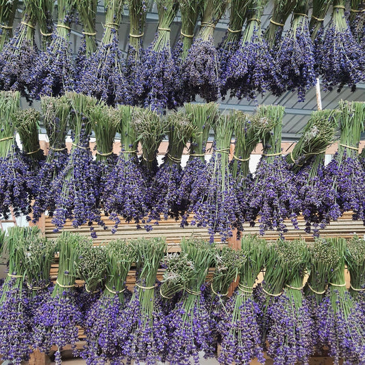 Bouquet de lavande fine super bleu