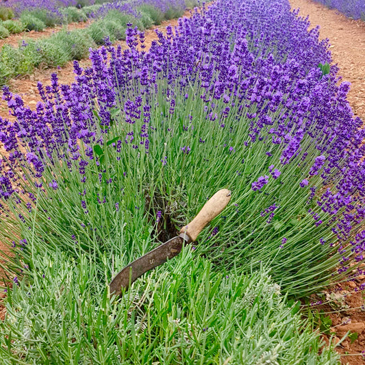 La Coupe de la Lavande Fine Super Bleue : Un Artisanat Authentique par Nos Soins