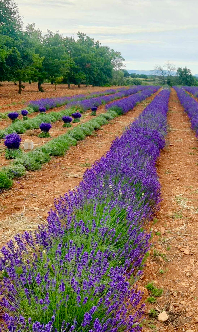Récolte pour fabrication de bouquet sec